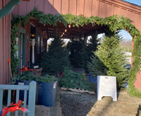 Fresh trees Location at the side of the barn